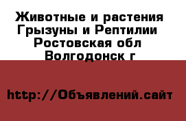 Животные и растения Грызуны и Рептилии. Ростовская обл.,Волгодонск г.